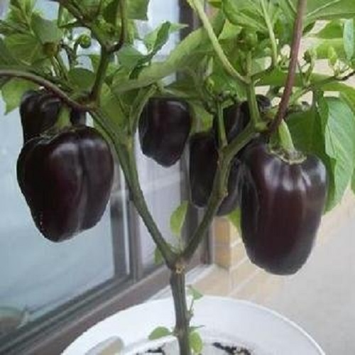 1578022481454182.jpg 15776955269432721.jpg